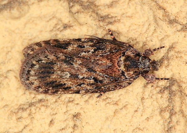 Depressaria sp.